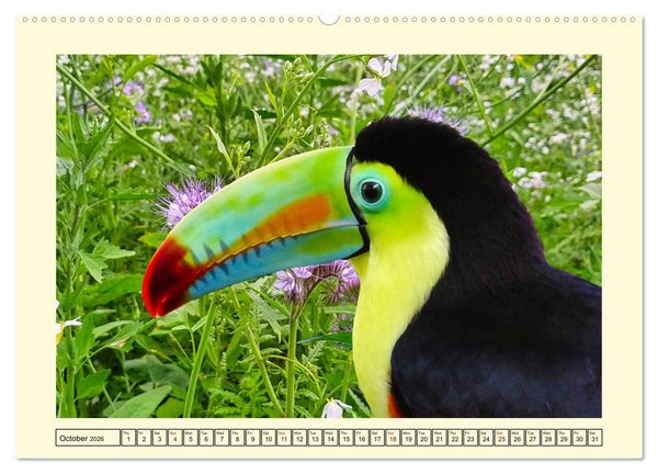 Produktbild: Toucans - clowns of the jungle (Wall Calendar 2026 DIN A2 landscape), CALVENDO 12 Month Wall Calendar