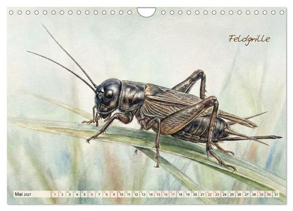 Produktbild: Kleine Wunder in Aquarell - Heimische Insekten kunstvoll illustriert (Wandkalender 2027 DIN A4 quer), CALVENDO Monatskalender