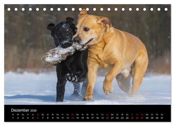 Produktbild: Labrador Retriever 2026 (Tischkalender 2026 DIN A5 quer), CALVENDO Monatskalender