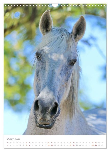 Produktbild: Caballos - Die sch&ouml;nen Pferde Spaniens (Wandkalender 2026 DIN A3 hoch), CALVENDO Monatskalender