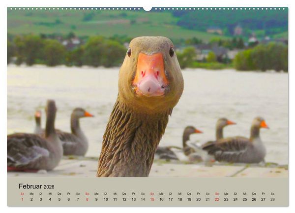 Produktbild: G&auml;nse. Von wegen dumme Gans! (hochwertiger Premium Wandkalender 2026 DIN A2 quer), Kunstdruck in Hochglanz