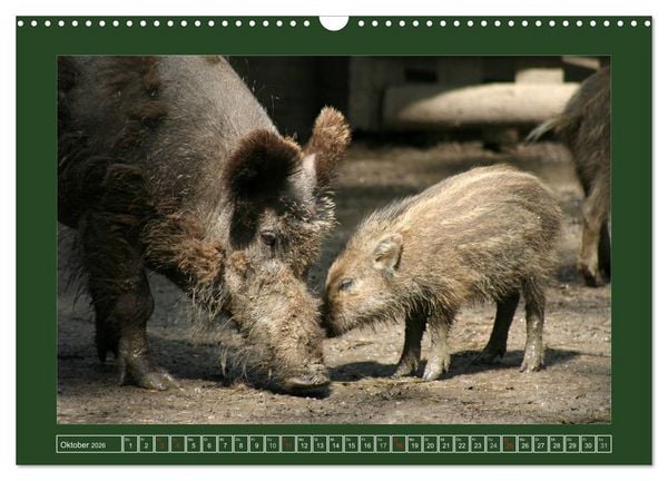 Produktbild: Schweinkram - Die Wildschweine sind los (Wandkalender 2026 DIN A3 quer), CALVENDO Monatskalender