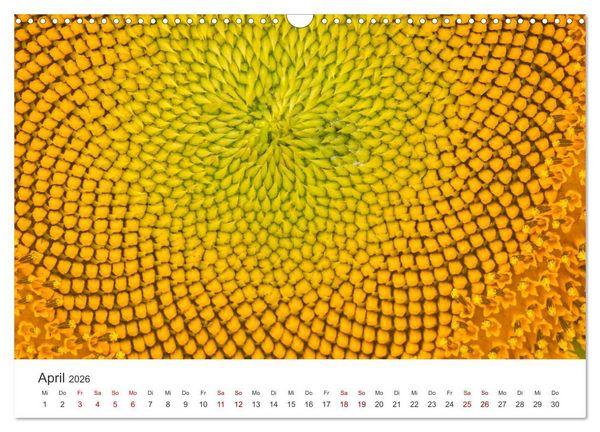 Produktbild: Sonnenblumen - Erstrahlen im freundlichen Gelb. (Wandkalender 2026 DIN A3 quer), CALVENDO Monatskalender