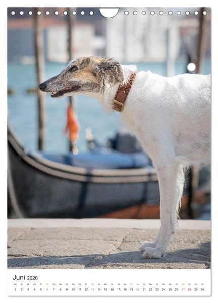 Produktbild: Silken Windsprites - Zwei Windhunde erobern die Lagunenstadt Venedig (Wandkalender 2026 DIN A4 hoch), CALVENDO Monatskalender