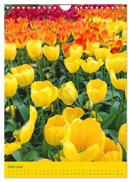 Produktbild: Tulpen. Bunter Fr&uuml;hling (Wandkalender 2026 DIN A4 hoch), CALVENDO Monatskalender