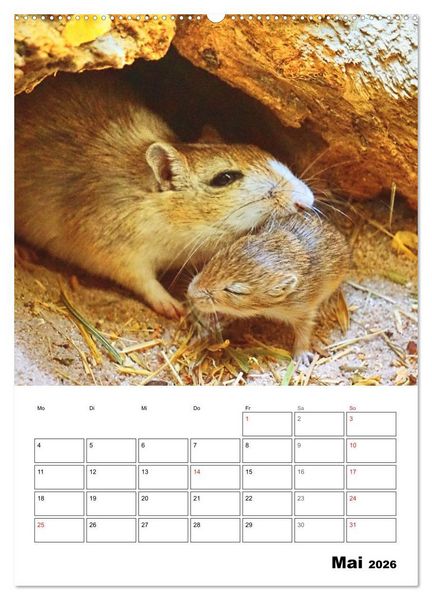 Produktbild: Mongolische Rennm&auml;use (Wandkalender 2026 DIN A2 hoch), CALVENDO Monatskalender