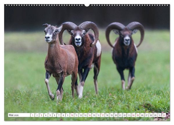 Produktbild: Emotionale Momente: Muffelwild. (Wandkalender 2026 DIN A2 quer), CALVENDO Monatskalender