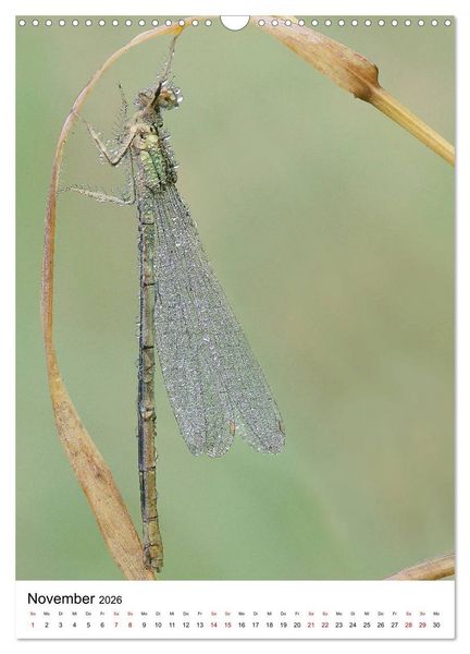 Produktbild: Insekten,Sch&ouml;nheiten der Natur (Wandkalender 2026 DIN A3 hoch), CALVENDO Monatskalender