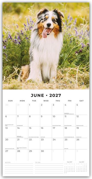 Produktbild: Australian Shepherds &ndash; Australian Shepherd 2027 &ndash; 16-Monatskalender