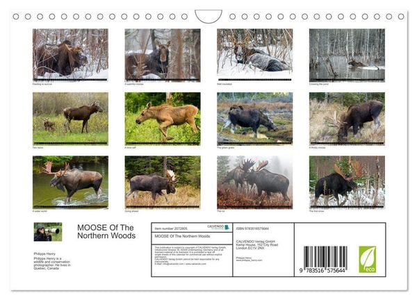 Produktbild: MOOSE Of The Northern Woods (Wall Calendar 2026 DIN A4 landscape), CALVENDO 12 Month Wall Calendar