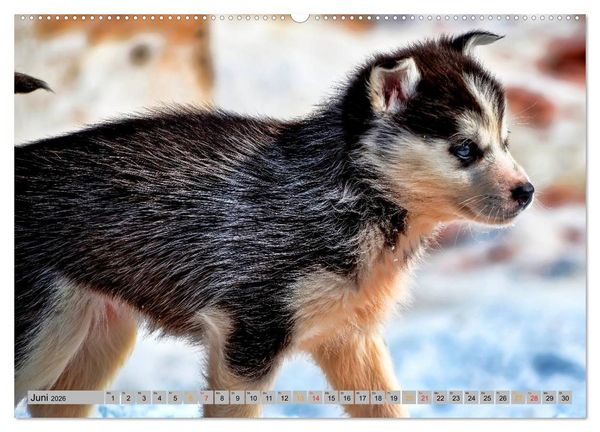 Produktbild: Huskies - Schlittenhunde (Wandkalender 2026 DIN A2 quer), CALVENDO Monatskalender