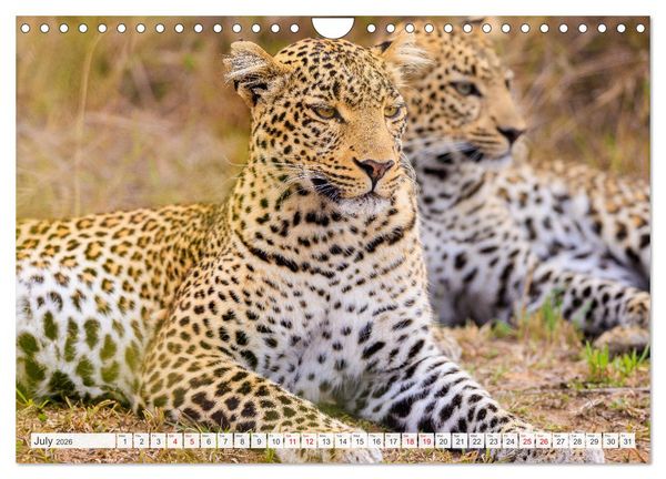 Produktbild: African Cats in impressive portraits (Wall Calendar 2026 DIN A4 landscape), CALVENDO 12 Month Wall Calendar