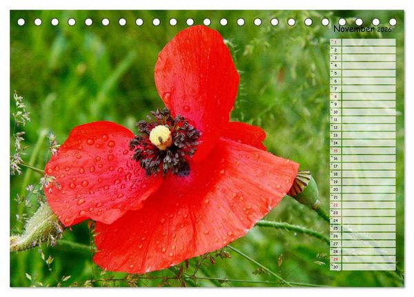 Produktbild: Klatschmohn im Feld (Tischkalender 2026 DIN A5 quer), CALVENDO Monatskalender