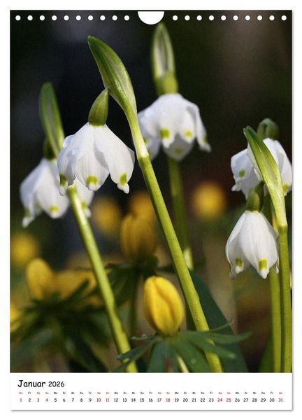 Produktbild: Bl&uuml;tenpracht im Fr&uuml;hling und Sommer (Wandkalender 2026 DIN A4 hoch), CALVENDO Monatskalender