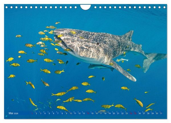 Produktbild: Tauchen: Wunderbares tiefblaues Meer (Wandkalender 2026 DIN A4 quer), CALVENDO Monatskalender