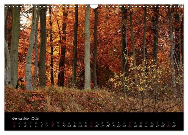 Produktbild: Wald (Wandkalender 2026 DIN A3 quer), CALVENDO Monatskalender