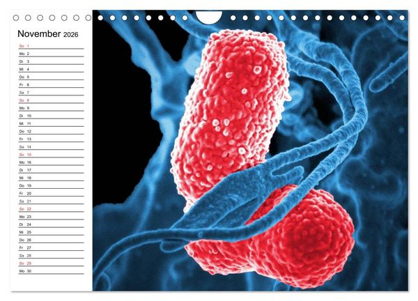 Produktbild: Mikrobiologie. Mikroorganismen, Genetik und Zellen (Wandkalender 2026 DIN A4 quer), CALVENDO Monatskalender