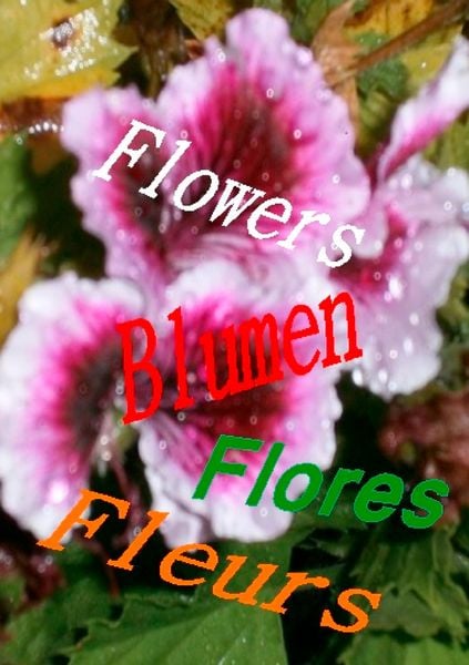 Produktbild: Flowers Blumen Fleurs Flores