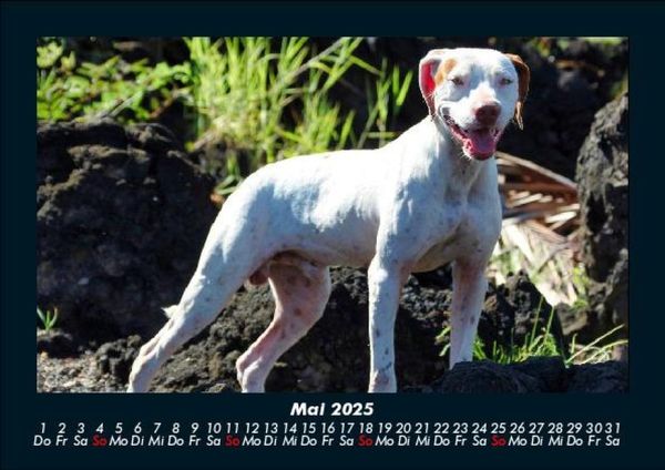 Produktbild: Hunde 2025 Fotokalender DIN A5