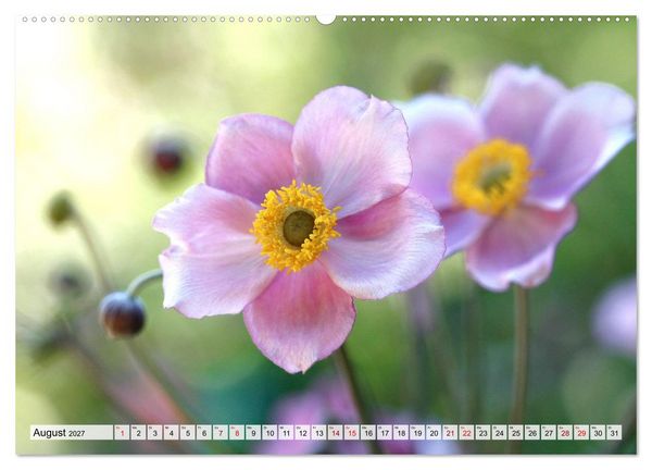 Produktbild: Herzensblumen (Wandkalender 2027 DIN A2 quer), CALVENDO Monatskalender