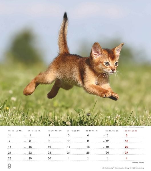 Produktbild: Niedliche Katzenkinder 2026 - Wand-Kalender - Tier-Kalender - 30x34