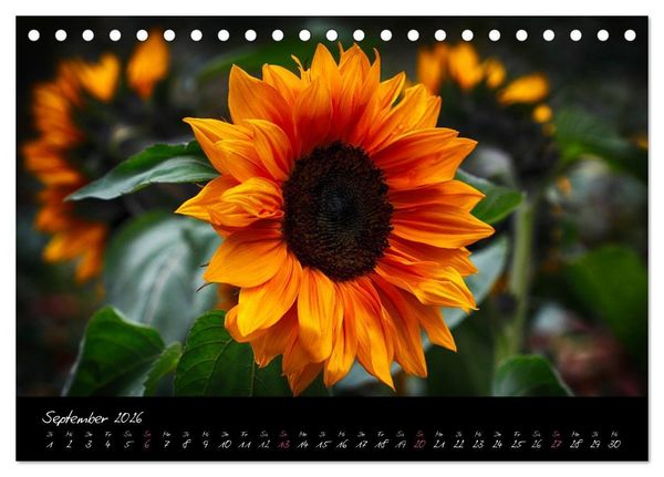Produktbild: Soul-Jazz - Visuelle Musik der Blumen (Tischkalender 2026 DIN A5 quer), CALVENDO Monatskalender