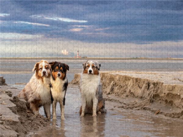 Produktbild: CALVENDO Puzzle Australian Shepherd 2022 1000 Teile Lege-Gr&ouml;&szlig;e 640 x 480 cm Foto-Puzzle Bild von Annett Mirsberger