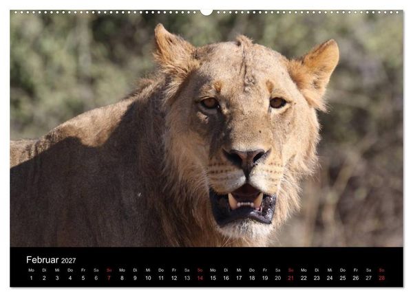 Produktbild: L&ouml;wen - K&ouml;nige der Tiere (hochwertiger Premium Wandkalender 2027 DIN A2 quer), Kunstdruck in Hochglanz