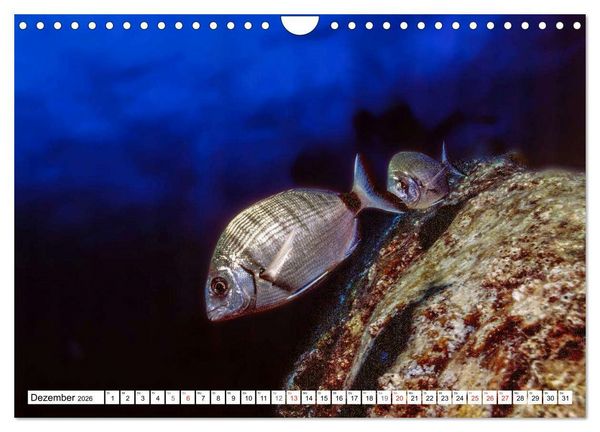 Produktbild: Tauchen im Mittelmeer (Wandkalender 2026 DIN A4 quer), CALVENDO Monatskalender