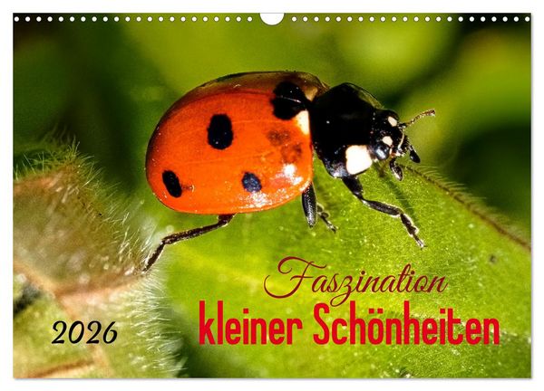 Faszination kleiner Schönheiten (Wandkalender 2026 DIN A3 quer), CALVENDO Monatskalender