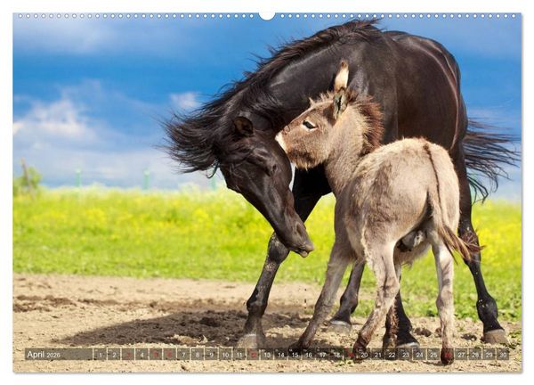 Produktbild: Kleiner Esel. Boldewyn und seine Freunde (hochwertiger Premium Wandkalender 2026 DIN A2 quer), Kunstdruck in Hochglanz