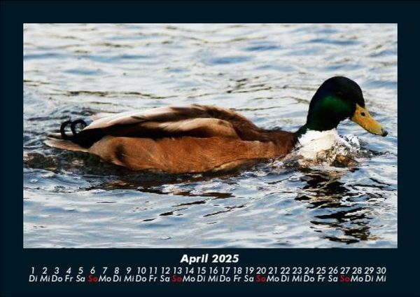 Produktbild: Enten 2025 Fotokalender DIN A5