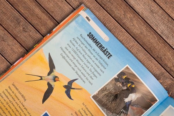 Produktbild: Erstaunliche Wanderungen der Tiere