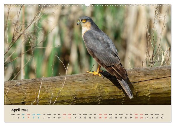 Produktbild: British Birds of Prey (High Quality Premium Wall Calendar 2026 DIN A2 landscape),CALVENDO 12 Month Wall Calendar