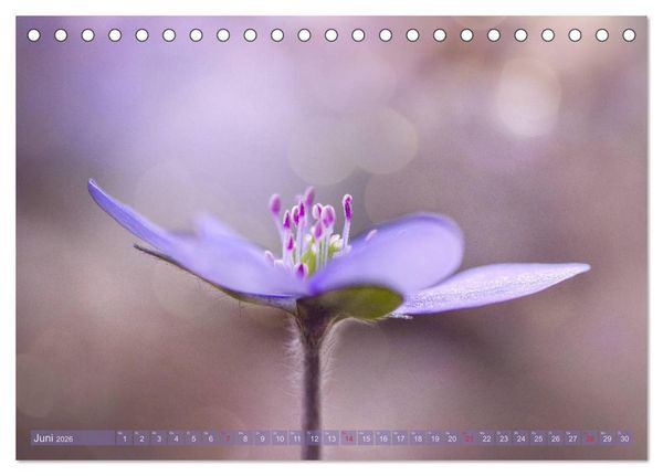 Produktbild: Natursch&ouml;nheiten - mit Bl&uuml;ten und Pflanzen durch das Jahr (Tischkalender 2026 DIN A5 quer), CALVENDO Monatskalender