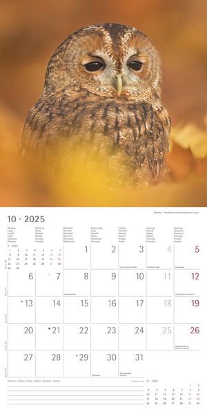 'Eulen 2025 - Broschürenkalender 30x30 cm (30x60 geöffnet) - Kalender mit Platz für Notizen 