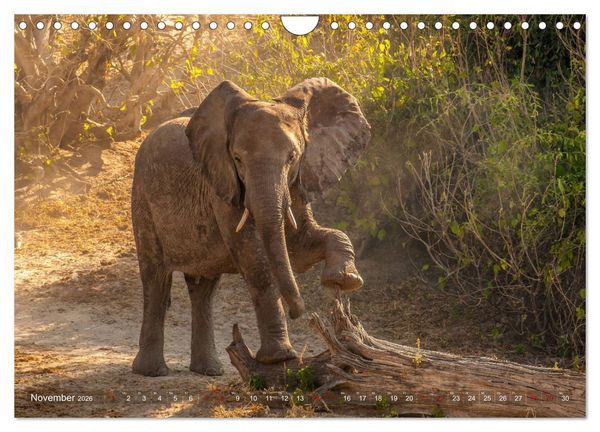 Produktbild: Elefanten in Afrika - Die mit den gro&szlig;en Ohren (Wandkalender 2026 DIN A4 quer), CALVENDO Monatskalender
