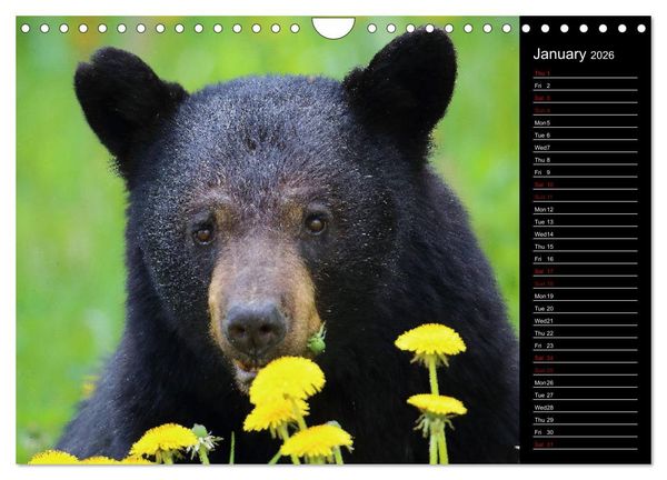Produktbild: North America's Wildlife (Wall Calendar 2026 DIN A4 landscape), CALVENDO 12 Month Wall Calendar