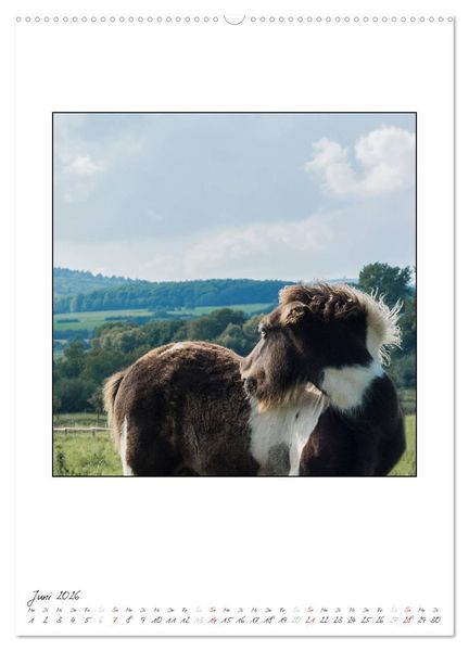 Produktbild: Nachwuchs bei den Islandpferden (hochwertiger Premium Wandkalender 2026 DIN A2 hoch), Kunstdruck in Hochglanz