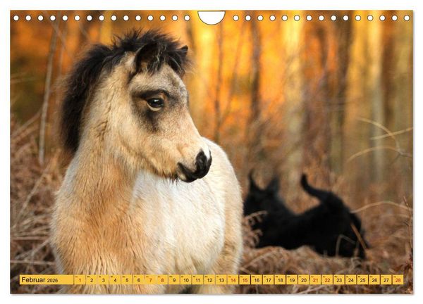 Produktbild: Ponys, die starken Pers&ouml;nlichkeiten (Wandkalender 2026 DIN A4 quer), CALVENDO Monatskalender