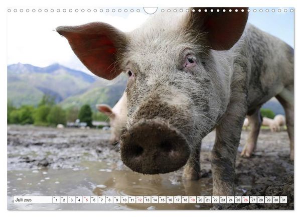 Produktbild: Von S&auml;uen die Schwein haben! (Wandkalender 2026 DIN A3 quer), CALVENDO Monatskalender
