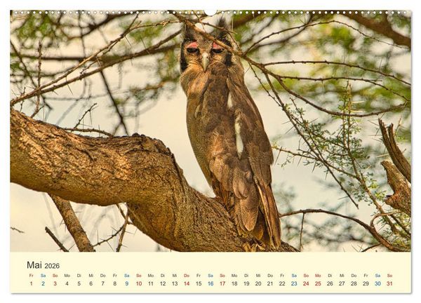 Produktbild: Safari in Kenia (Wandkalender 2026 DIN A2 quer), CALVENDO Monatskalender