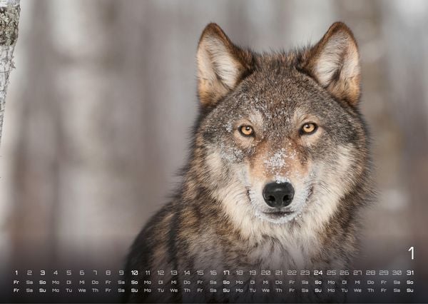 Produktbild: Wolf &ndash; Im Schatten des Waldes - 2027 - Kalender DIN A3