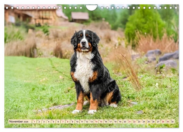 Produktbild: Berner Sennenhunde - Mit jedem Blick ein St&uuml;ck Geborgenheit (Wandkalender 2026 DIN A4 quer), CALVENDO Monatskalender