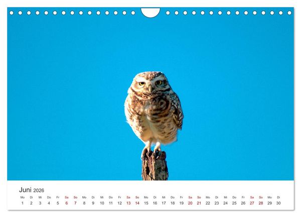 Produktbild: Eulen - Wachsame und geheimnisvolle Augen (Wandkalender 2026 DIN A4 quer), CALVENDO Monatskalender