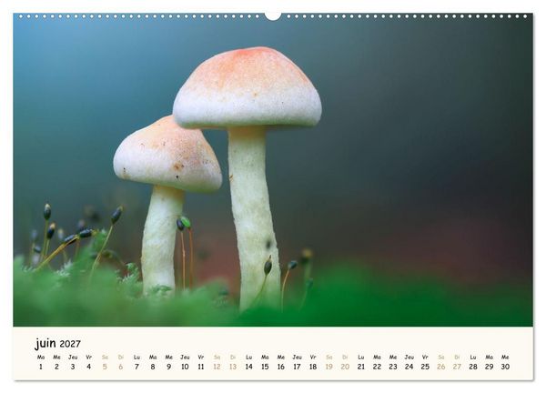 Produktbild: Champignons magiques (Calendrier mural haut de gamme 2027 DIN A2 vertical), CALVENDO calendrier mensuel