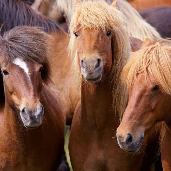 Produktbild: Pferde / Horses 2027