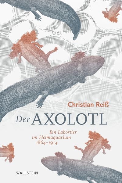 Der Axolotl, Gebundene Ausgabe von Christian Reiss, Wallstein Verlag, 9783835333062