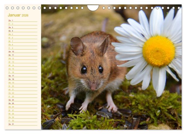Produktbild: Gr&uuml;sse von der Maus! (Wandkalender 2026 DIN A4 quer), CALVENDO Monatskalender