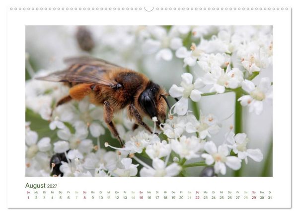Produktbild: Heimische Insekten 2027 (Wandkalender 2027 DIN A2 quer), CALVENDO Monatskalender